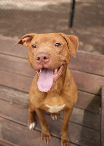 Changa 63597, Adoptable, Adult Female Mixed Breed & Mixed Breed.