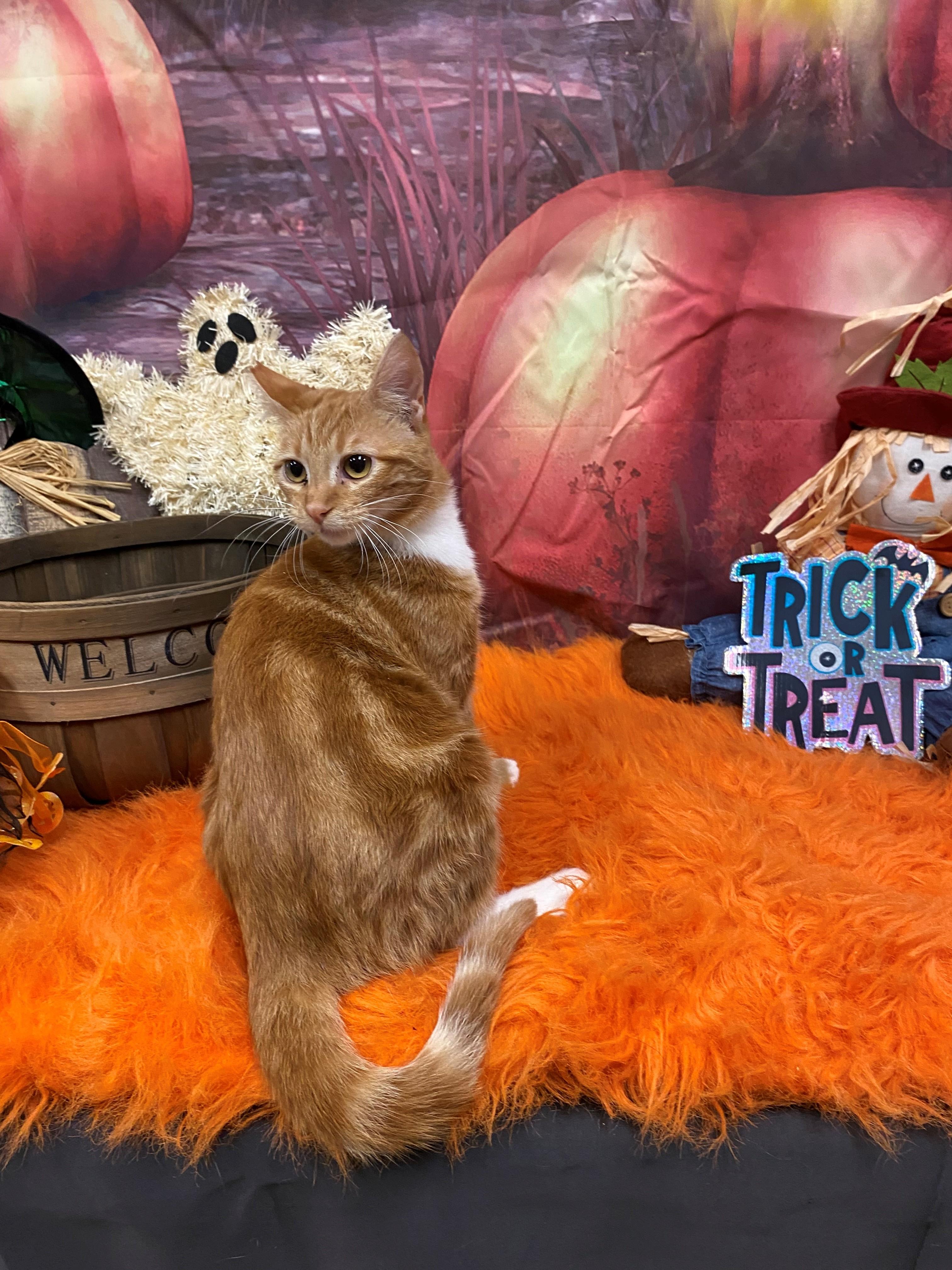 Leon Kit 59283712, Adoptable, Young Female Domestic Short Hair.