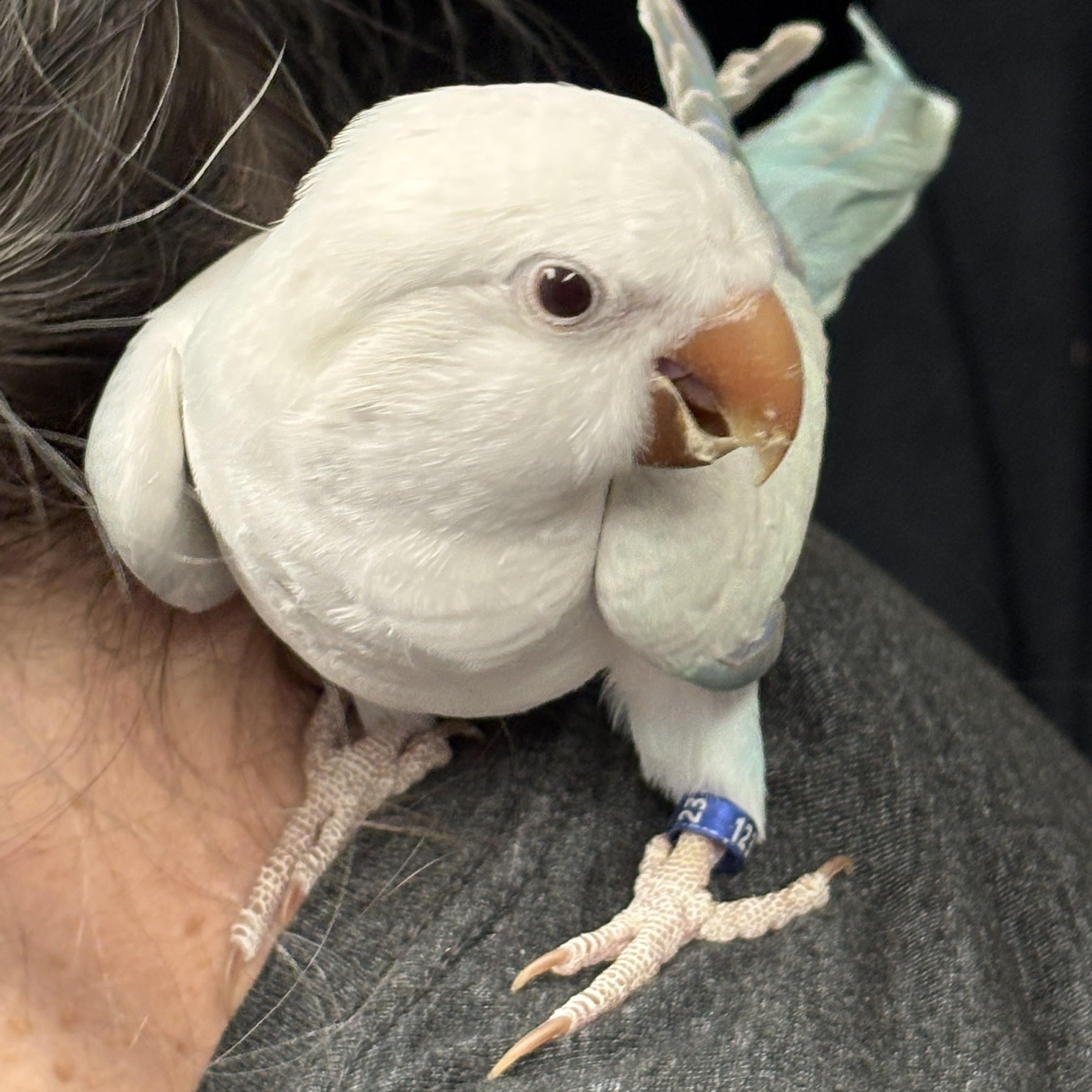 Yoyo, Adoptable, Young Female Quaker Parakeet.