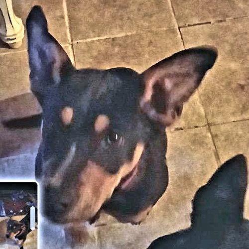 Batman, Adoptable, Young Male Doberman Pinscher & Labrador Retriever.