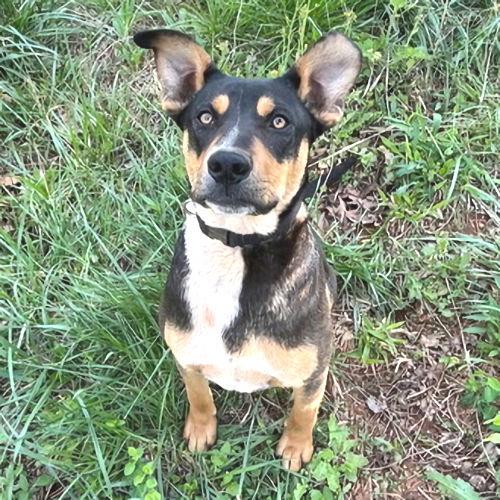 Enlarge Batman, a Adoptable mixed breed in Rutherfordton, NC image 2/3