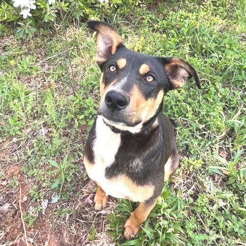 Enlarge Batman, a Adoptable mixed breed in Rutherfordton, NC image 3/3