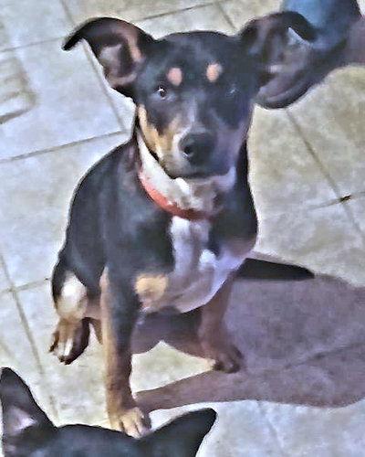 Enlarge Batman, a Adoptable mixed breed in Rutherfordton, NC image 1/3