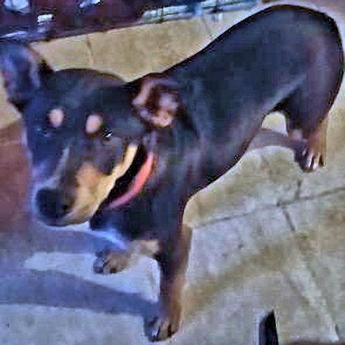 Enlarge Batman, a Adoptable mixed breed in Rutherfordton, NC image 3/3