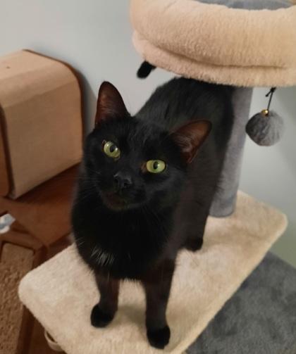 Samantha, Adoptable, Adult Female Domestic Short Hair & Domestic Short Hair.