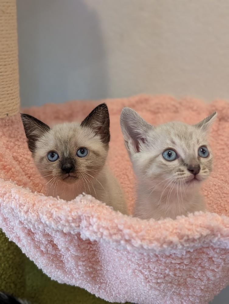Enlarge Blossom, a Adoptable Siamese in Fremont, CA image 2/6