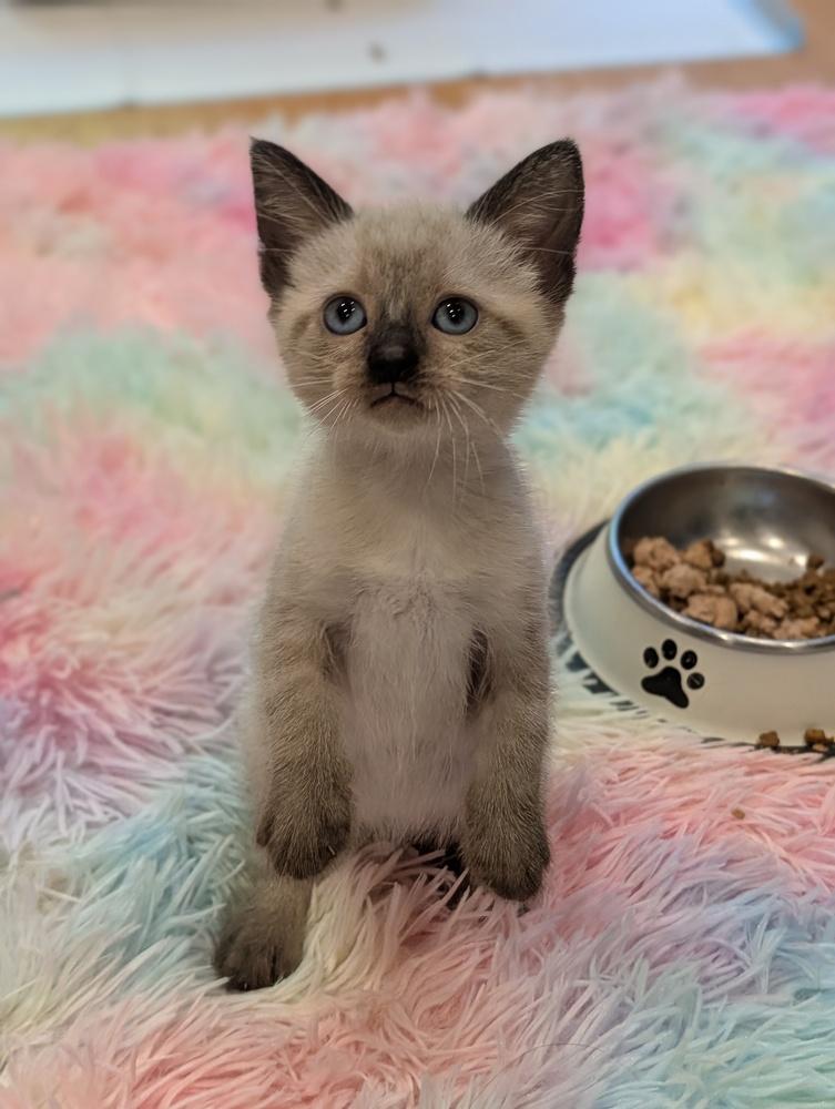 Enlarge Blossom, a Adoptable Siamese in Fremont, CA image 3/6