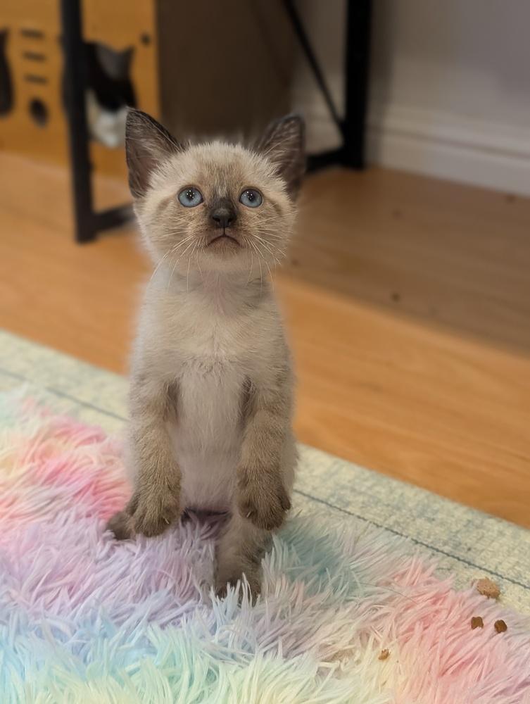 Enlarge Blossom, a Adoptable Siamese in Fremont, CA image 4/6