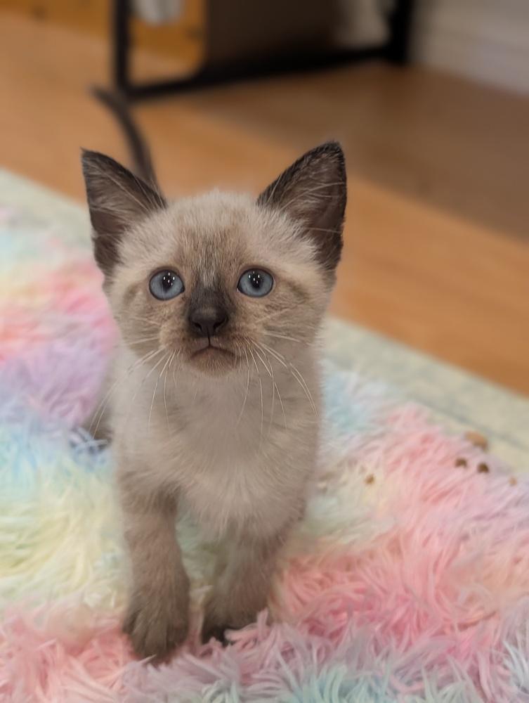 Blossom, Adoptable, Kitten Female Siamese.