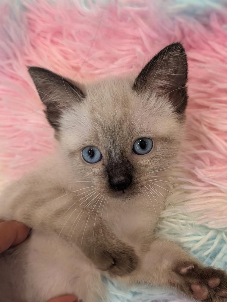Enlarge Blossom, a Adoptable Siamese in Fremont, CA image 5/6