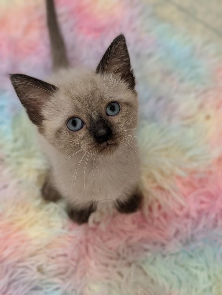 Enlarge Blossom, a Adoptable Siamese in Fremont, CA image 6/6