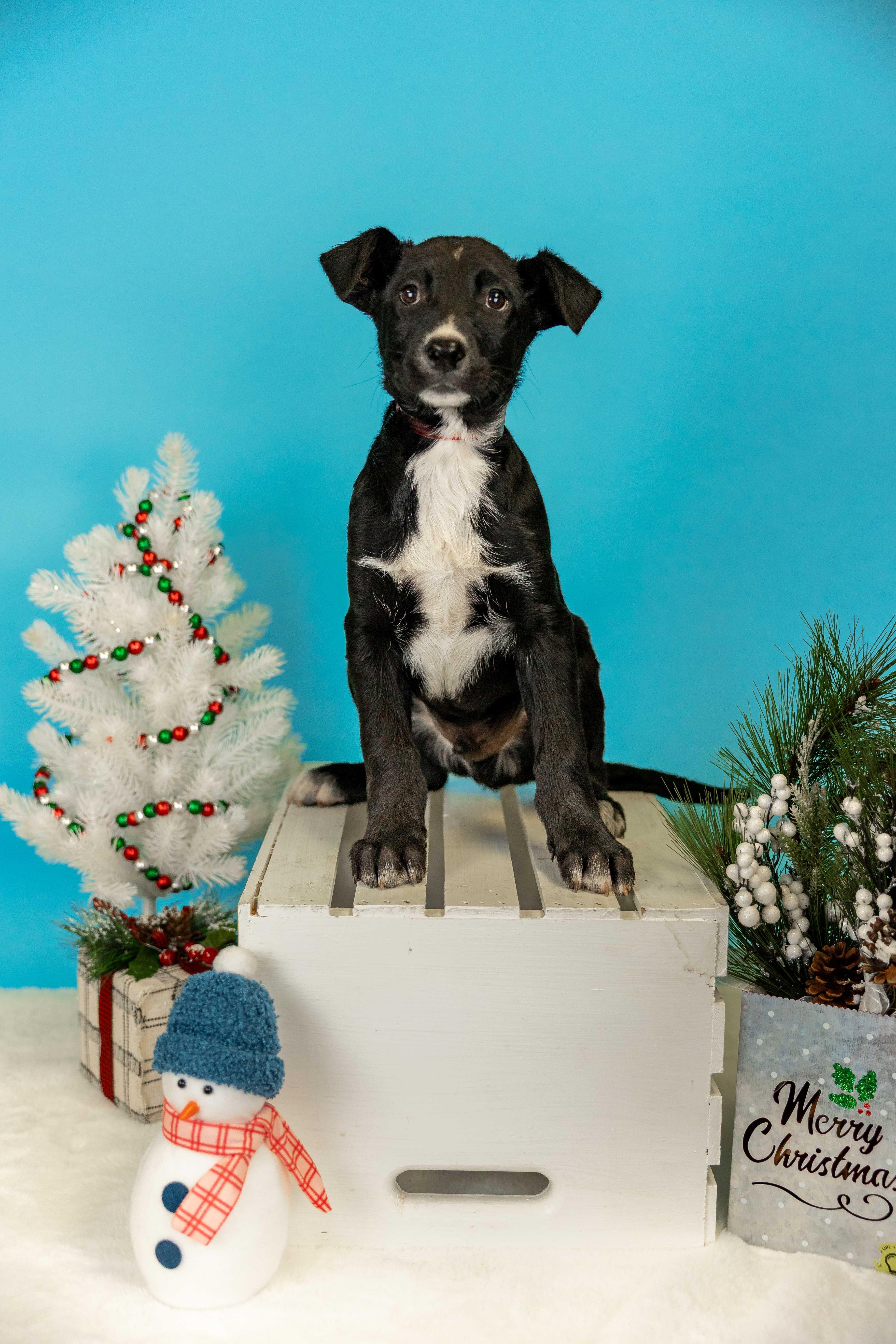 Enlarge 1073-25, a ADOPTABLE mixed breed in Brighton, CO image 1/1