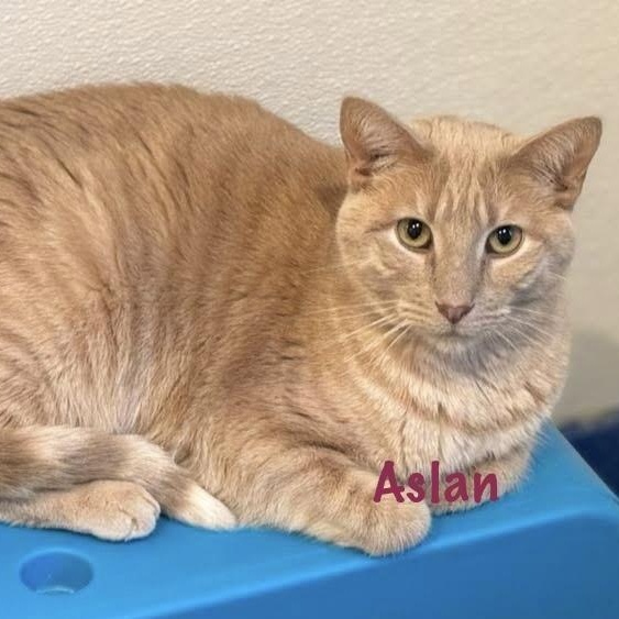 Enlarge Aslan, a Adoptable Domestic Short Hair in Palatine, IL image 1/2