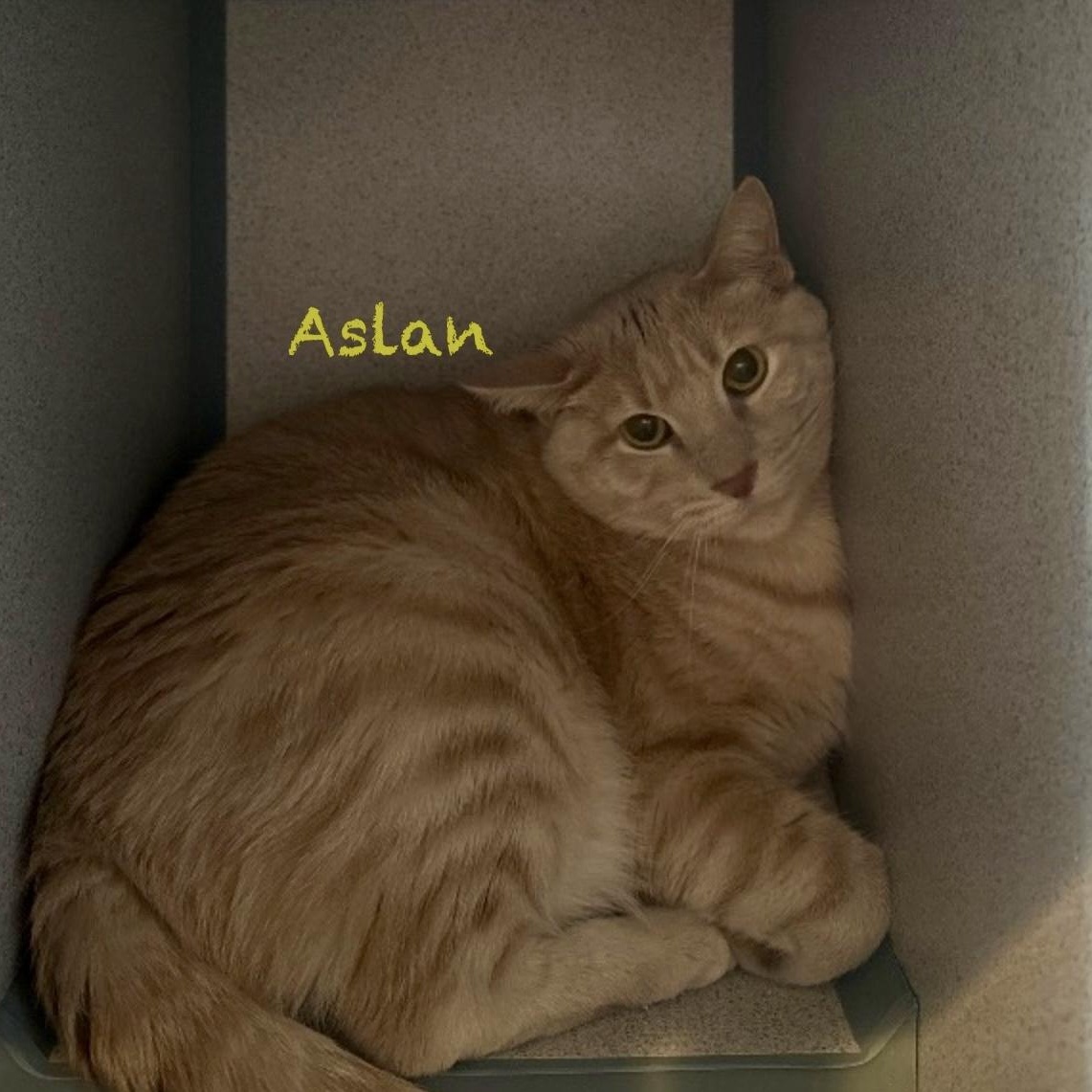 Enlarge Aslan, a Adoptable Domestic Short Hair in Palatine, IL image 2/2