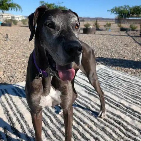 Enlarge Onyx, an adopted Great Dane in Mesa, AZ image 2/3
