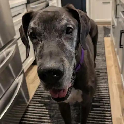 Enlarge Onyx, an adopted Great Dane in Mesa, AZ image 3/3