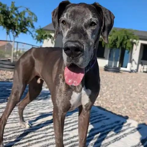 Onyx, adopted, Senior Male Great Dane.