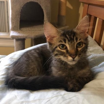 Enlarge Olive, a Adoptable mixed breed in Hyattsville, MD image 6/6