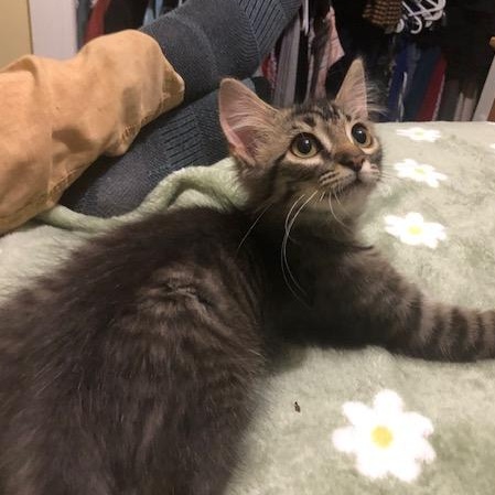 Enlarge Olive, a Adoptable mixed breed in Hyattsville, MD image 3/6