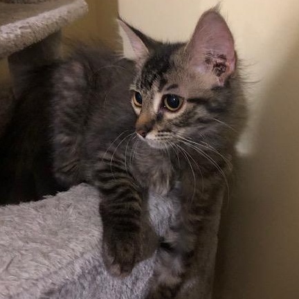 Enlarge Olive, a Adoptable mixed breed in Hyattsville, MD image 5/6
