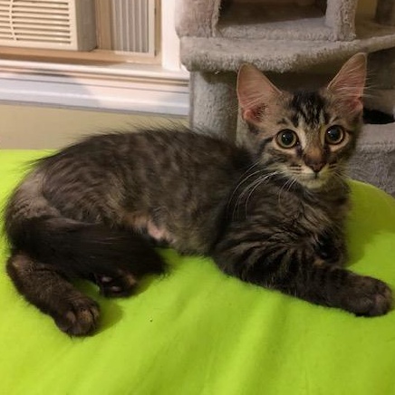 Enlarge Olive, a Adoptable mixed breed in Hyattsville, MD image 1/6