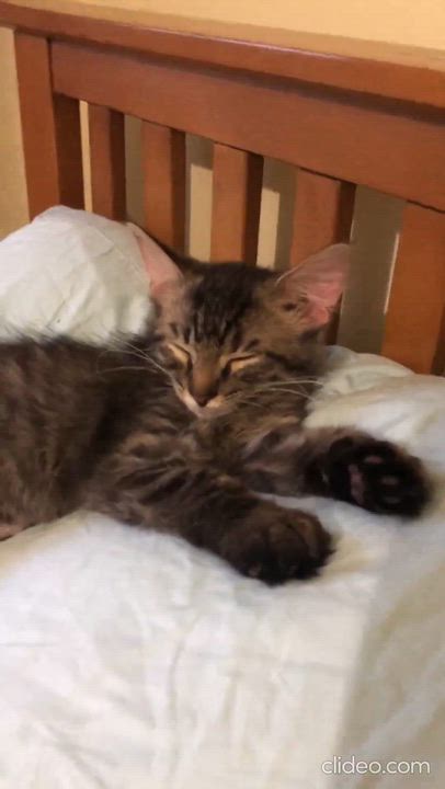 Enlarge Olive, a Adoptable mixed breed in Hyattsville, MD video 2/6
