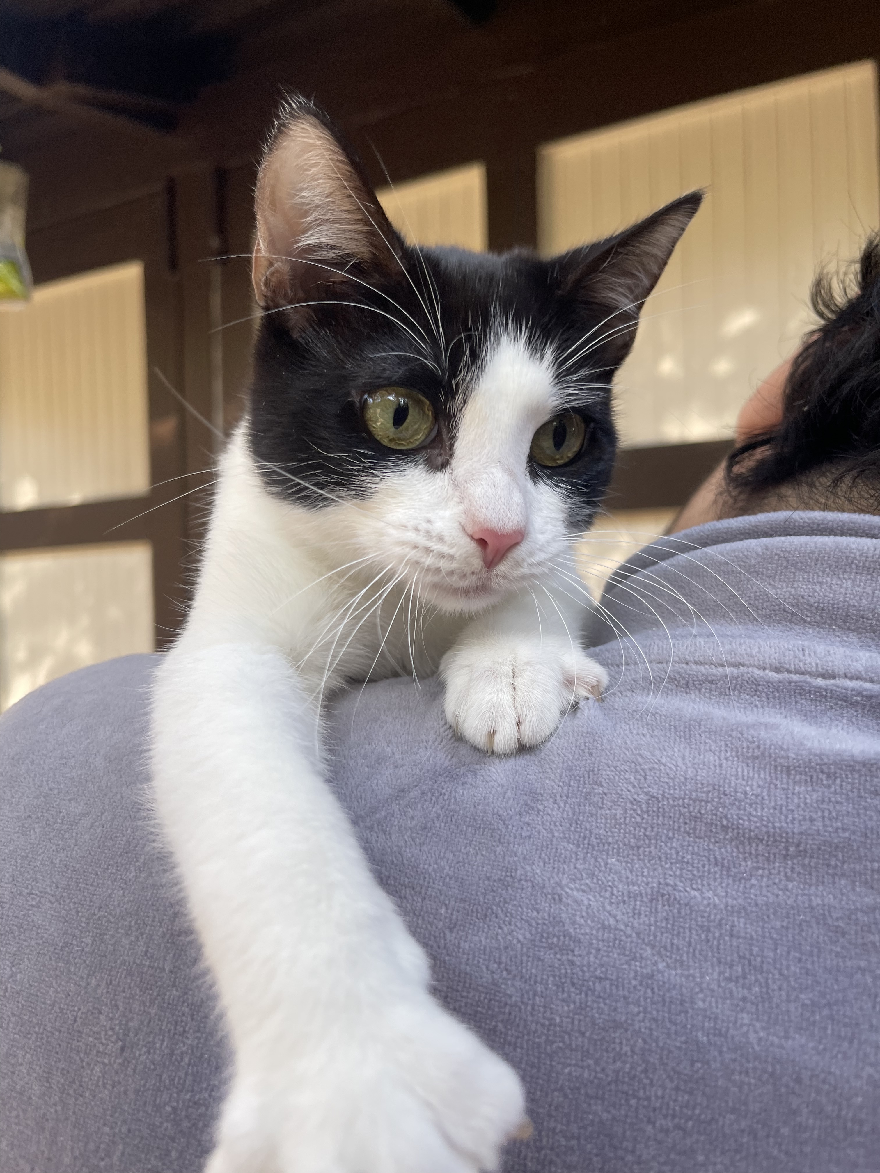 Fuji, a Adoptable mixed breed in Los Angeles, CA image 1/2