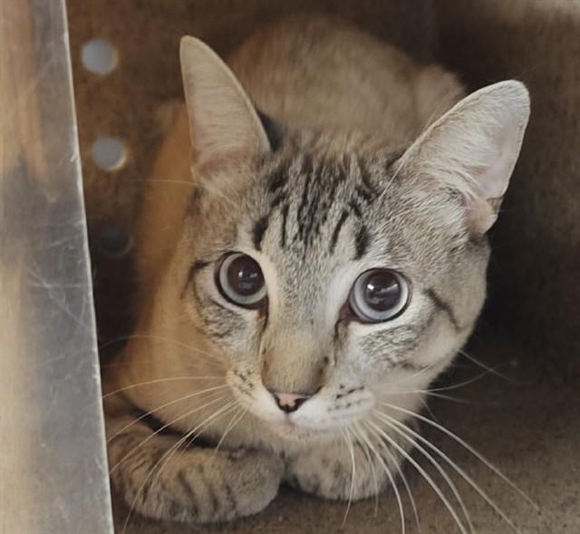 BELFAST, Adoptable, Adult Male Domestic Short Hair & Domestic Short Hair.