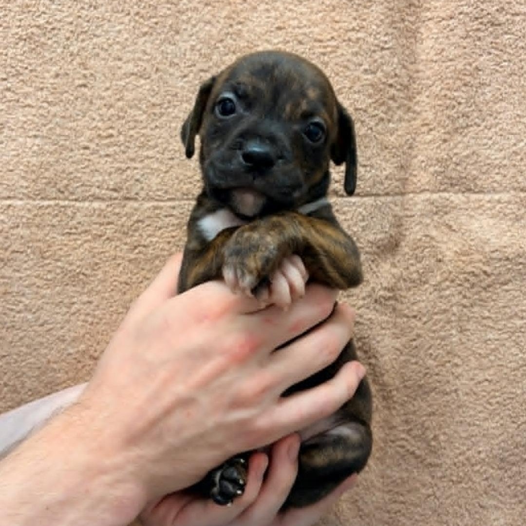 Enlarge Cash, a Adoptable mixed breed in Schenectady, NY image 1/1