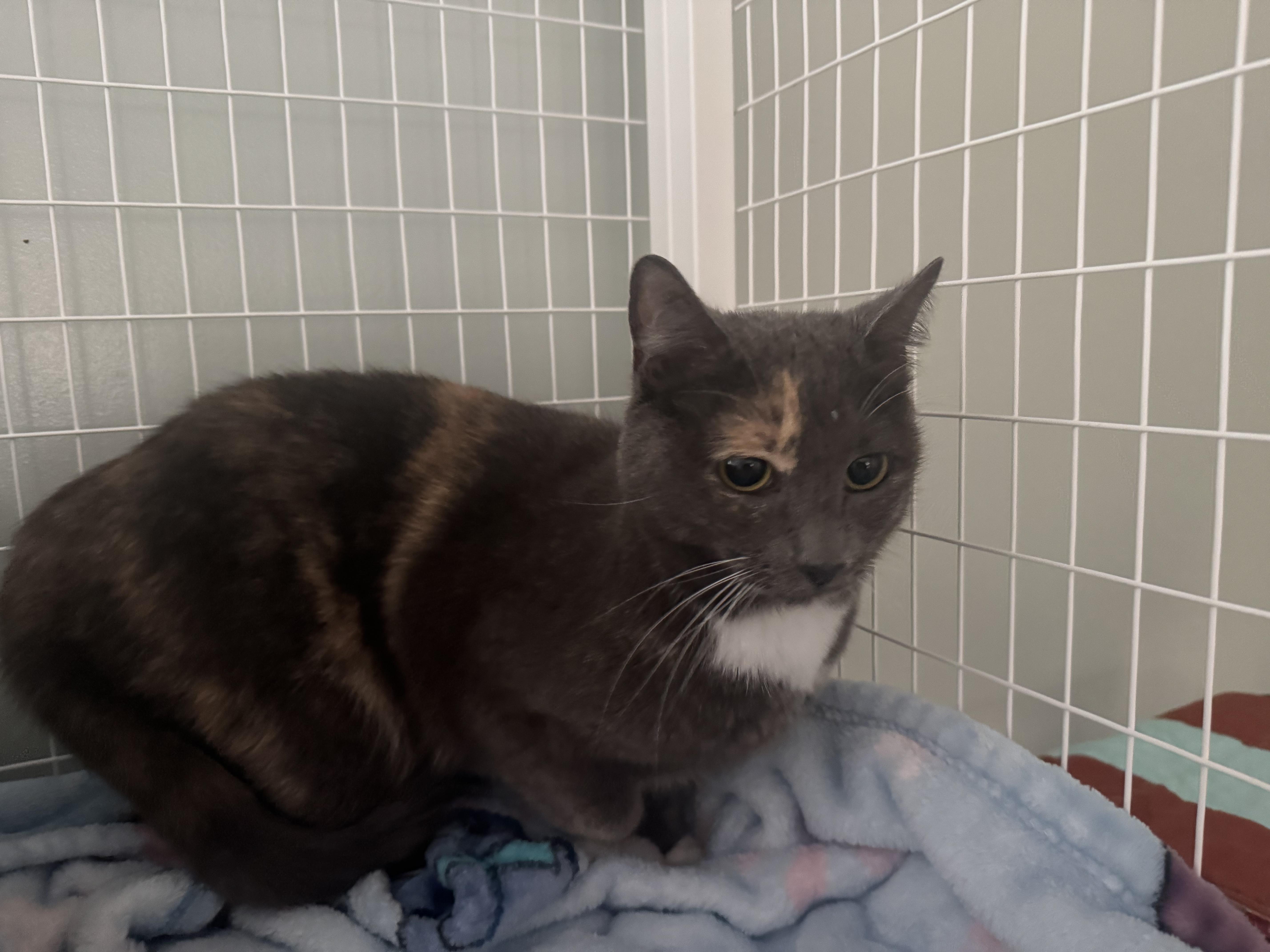 Enlarge Saturn, a Adoptable Dilute Tortoiseshell in Suffolk, VA image 1/2