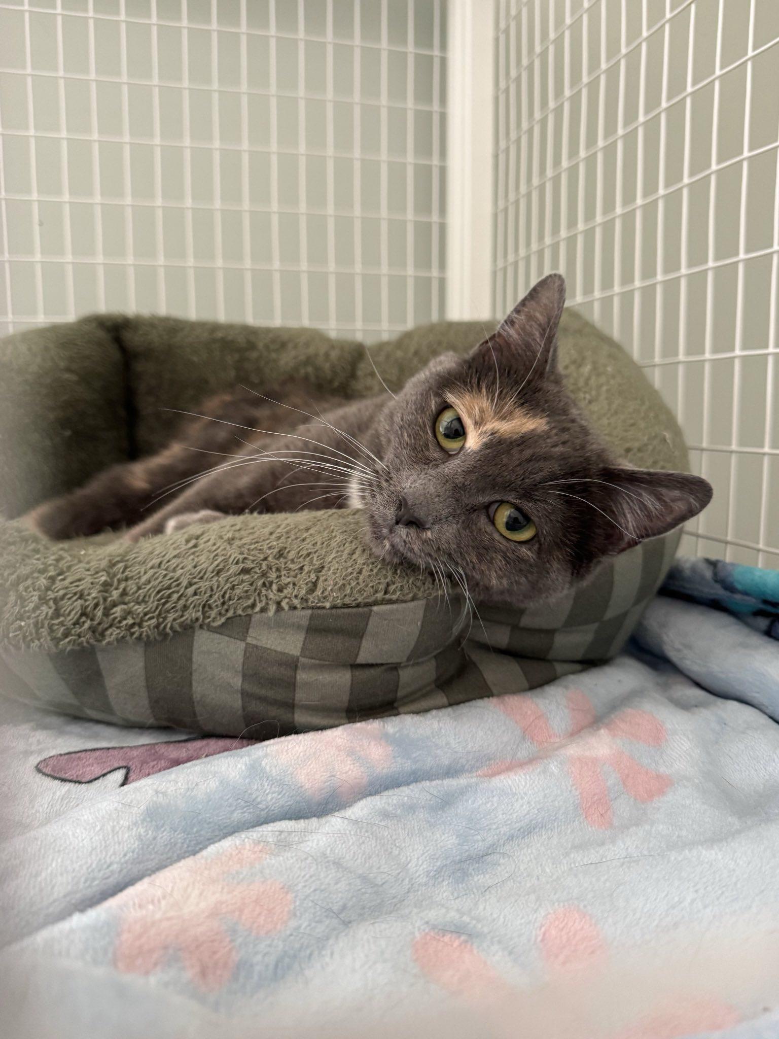 Enlarge Saturn, a Adoptable Dilute Tortoiseshell in Suffolk, VA image 1/1