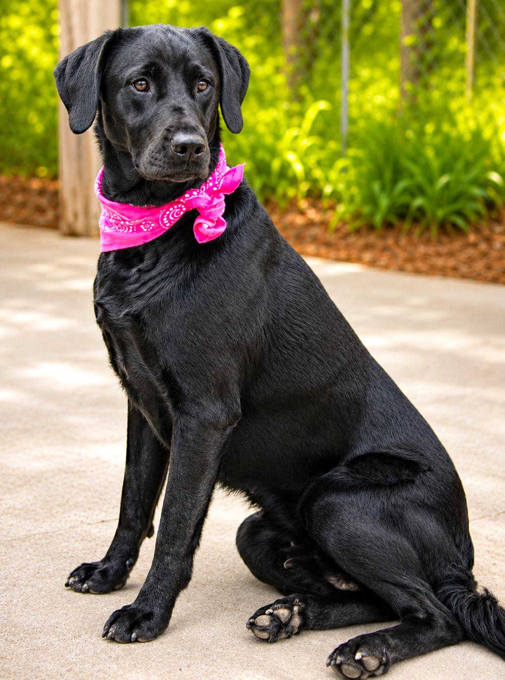 Enlarge Nova, a ADOPTABLE mixed breed in Cheboygan, MI image 2/6