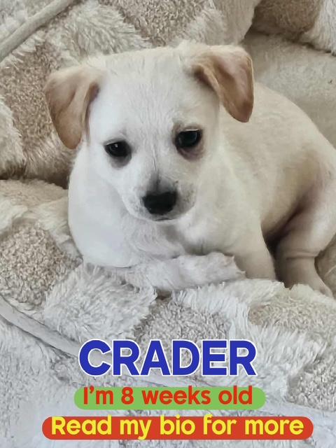 Crader (FOSTER TO ADOPT) Chihuahua Dog