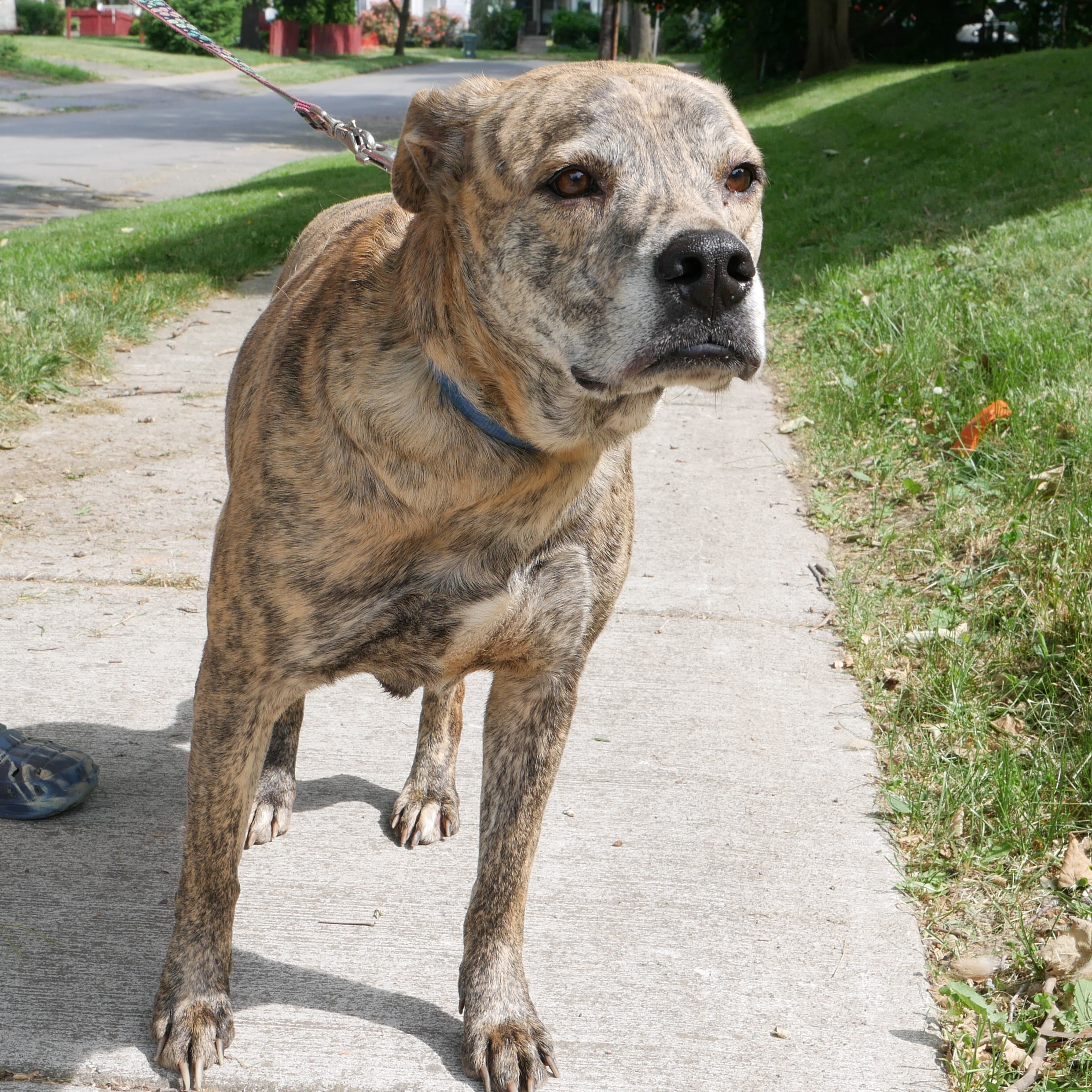 Hugo, an adoptable Plott Hound, Terrier in Rochester, NY, 14609 | Photo Image 5