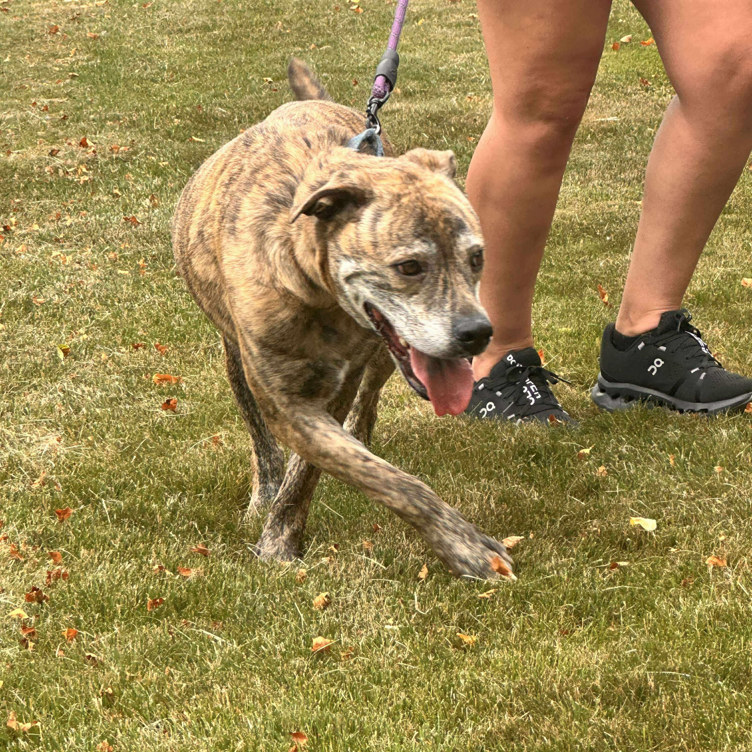 Hugo, an adoptable Plott Hound, Terrier in Rochester, NY, 14609 | Photo Image 2
