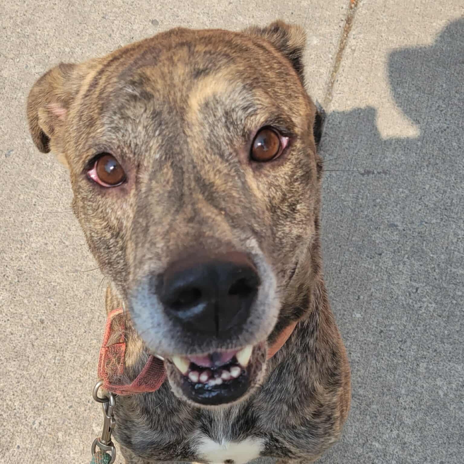Hugo: Foster-to-adopt available