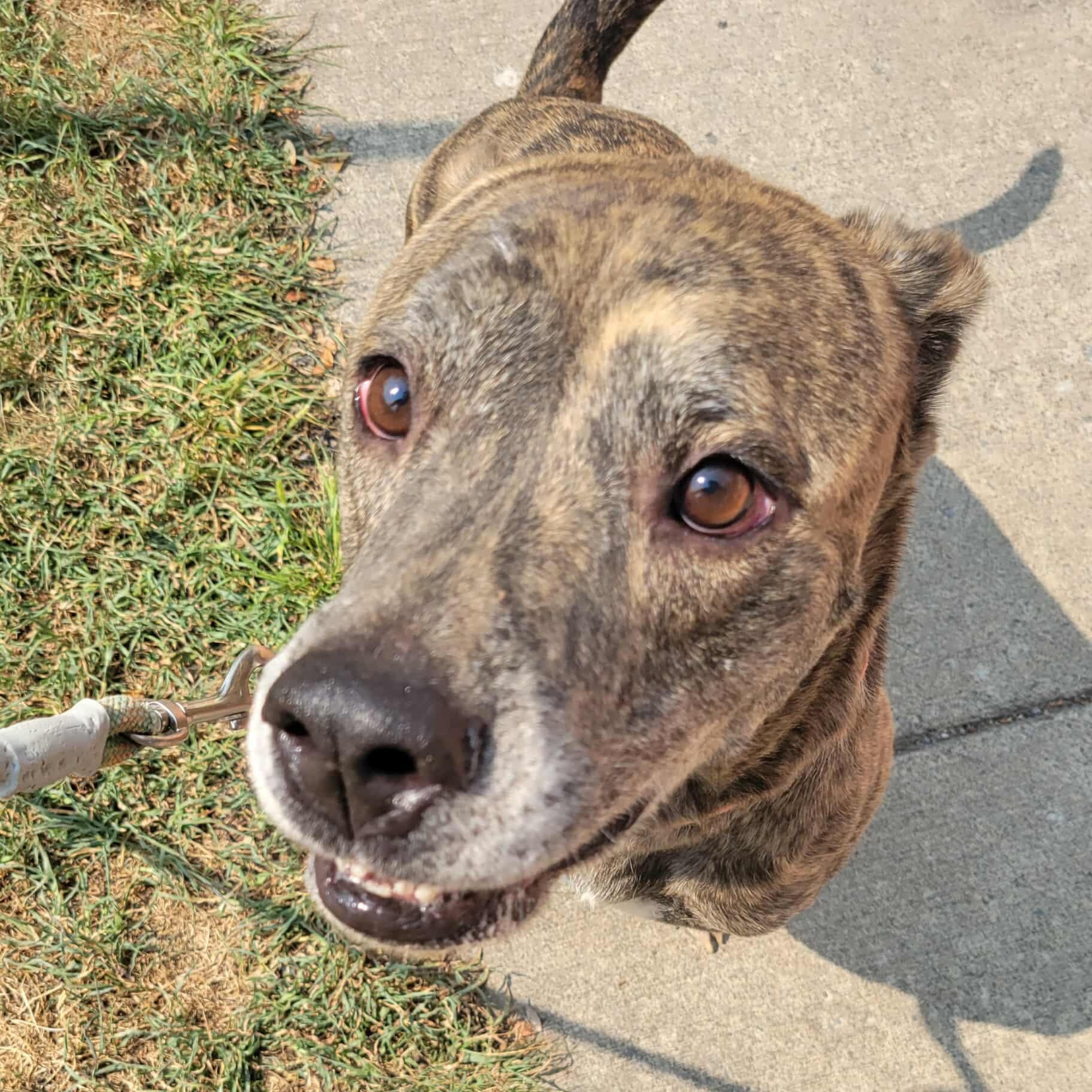Hugo: Foster-to-adopt available, a Adoptable mixed breed in Rochester, NY image 1/6
