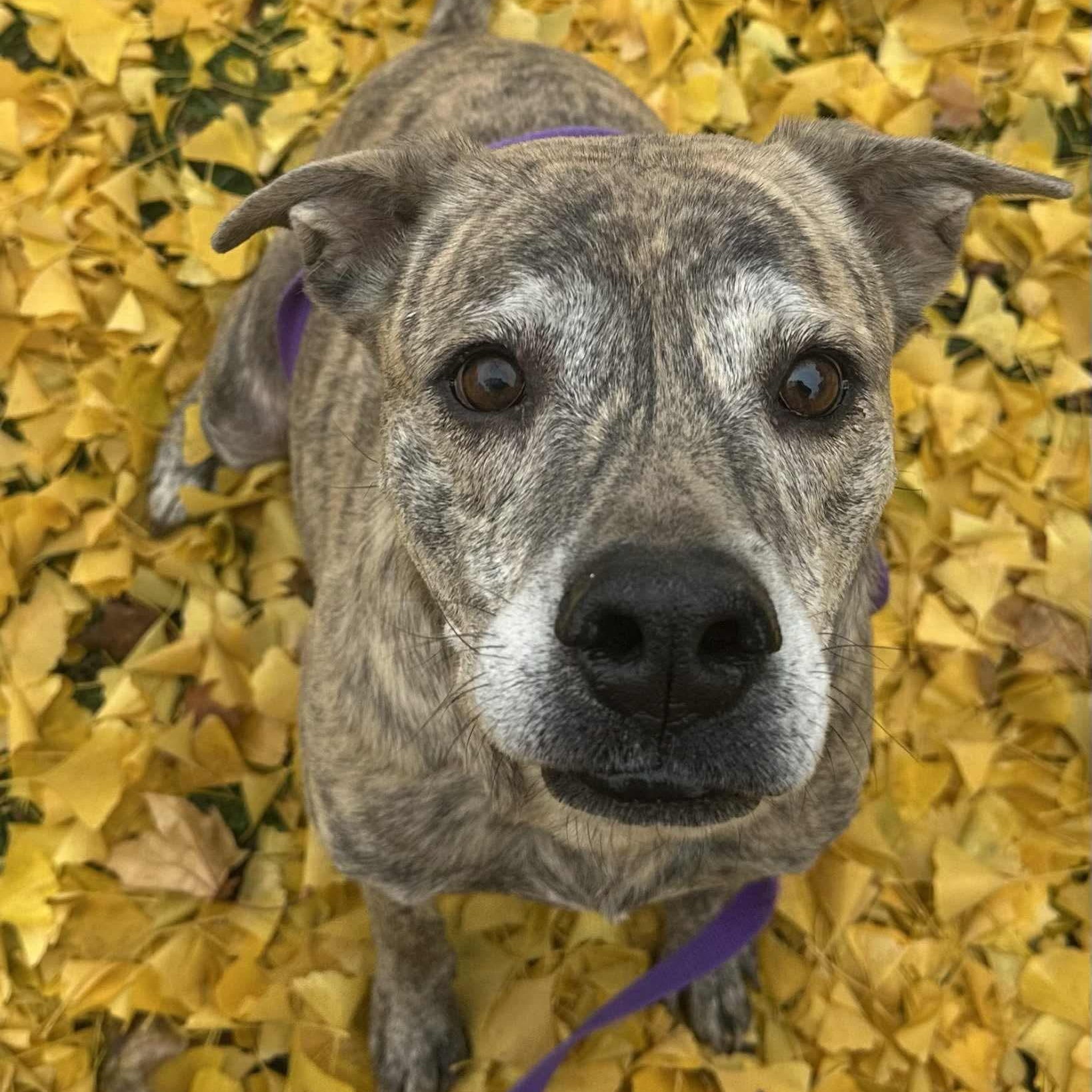 Hugo: Foster-to-adopt available, a Adoptable mixed breed in Rochester, NY image 2/6