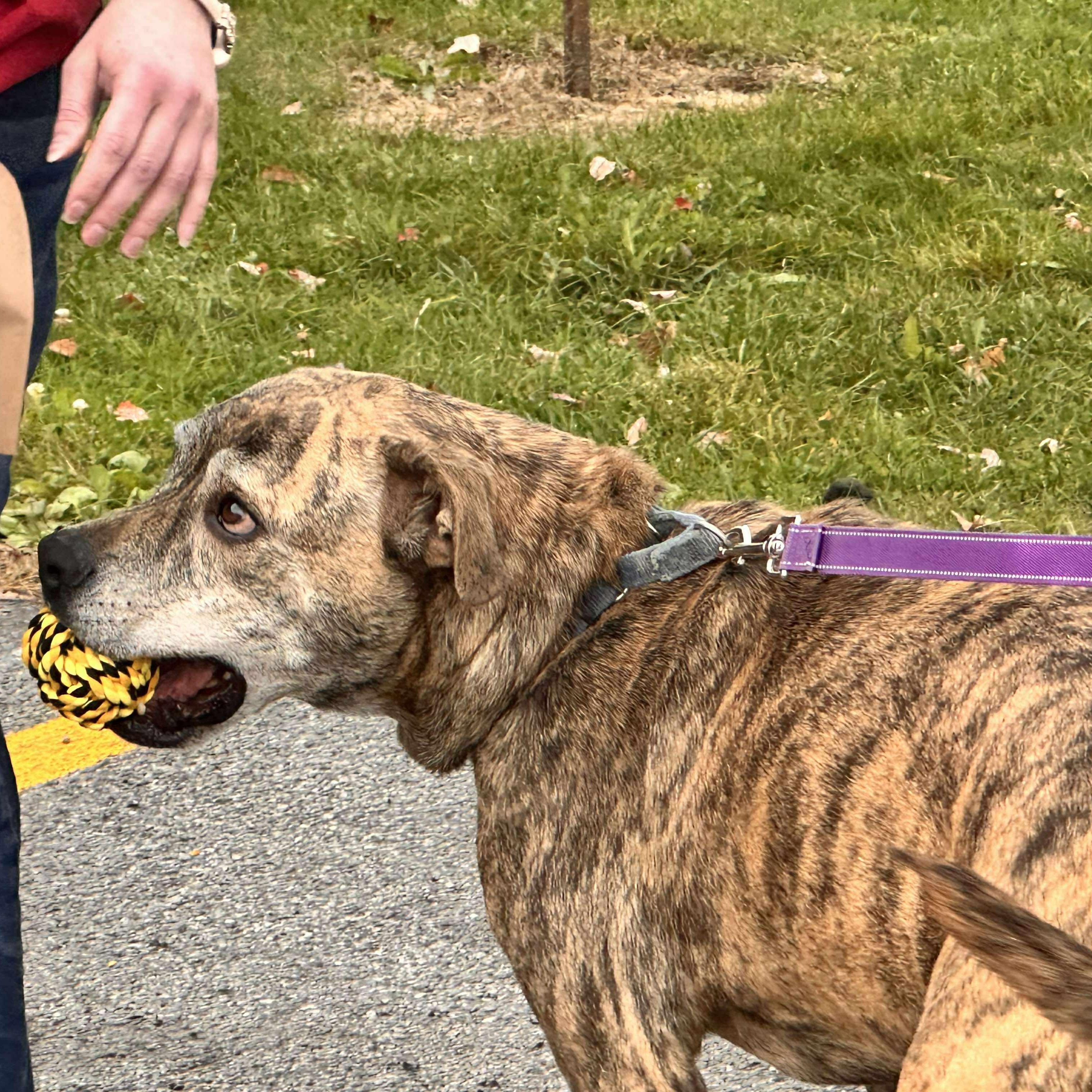 Hugo: Foster-to-adopt available, an adoptable Plott Hound, Terrier in Rochester, NY, 14609 | Photo Image 2