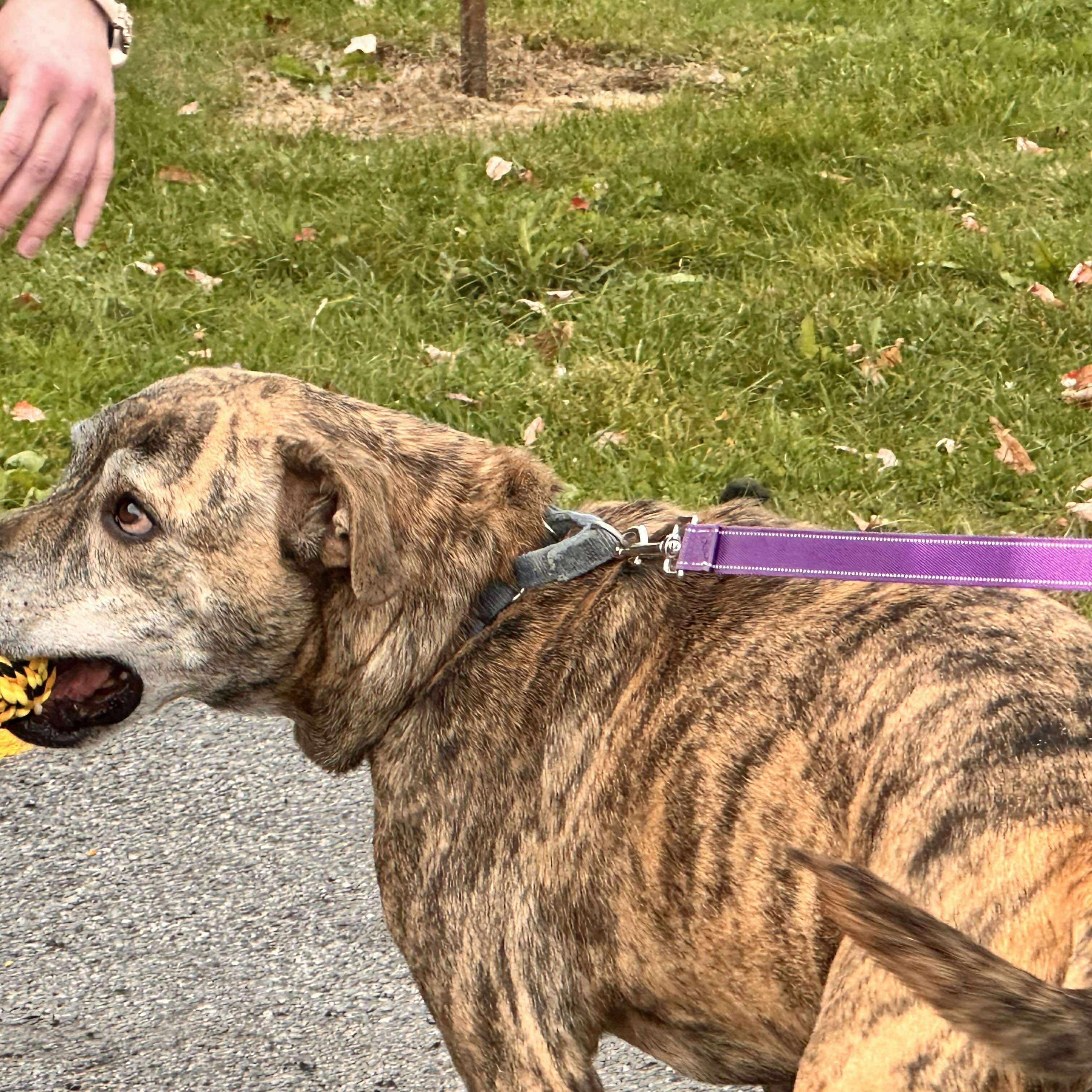 Hugo: Foster-to-adopt available, a Adoptable mixed breed in Rochester, NY image 3/6