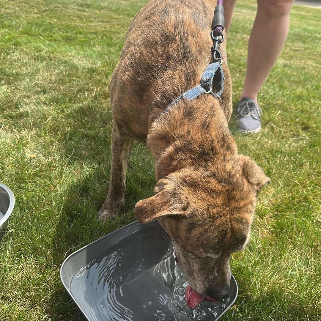 Hugo, an adoptable Plott Hound, Terrier in Rochester, NY, 14609 | Photo Image 3