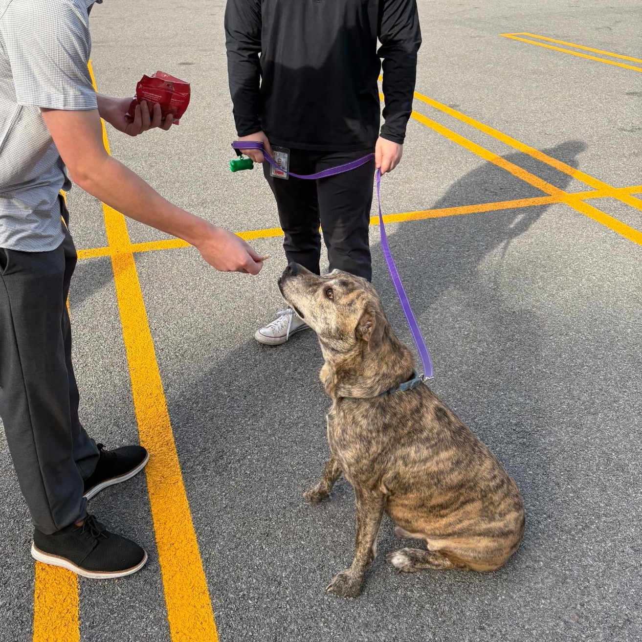 Hugo: Foster-to-adopt available, an adoptable Plott Hound, Terrier in Rochester, NY, 14609 | Photo Image 3