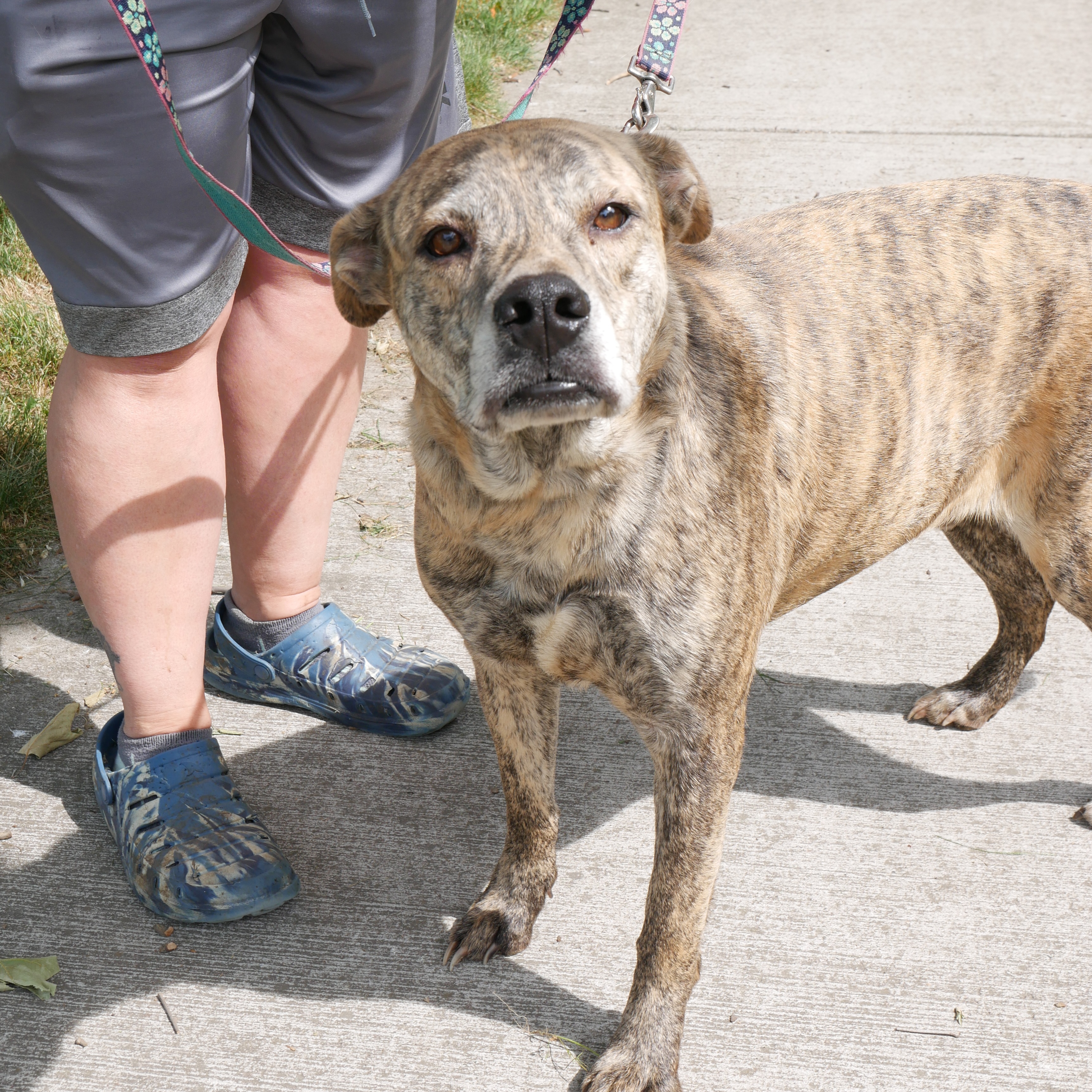 Hugo, an adoptable Plott Hound, Terrier in Rochester, NY, 14609 | Photo Image 4