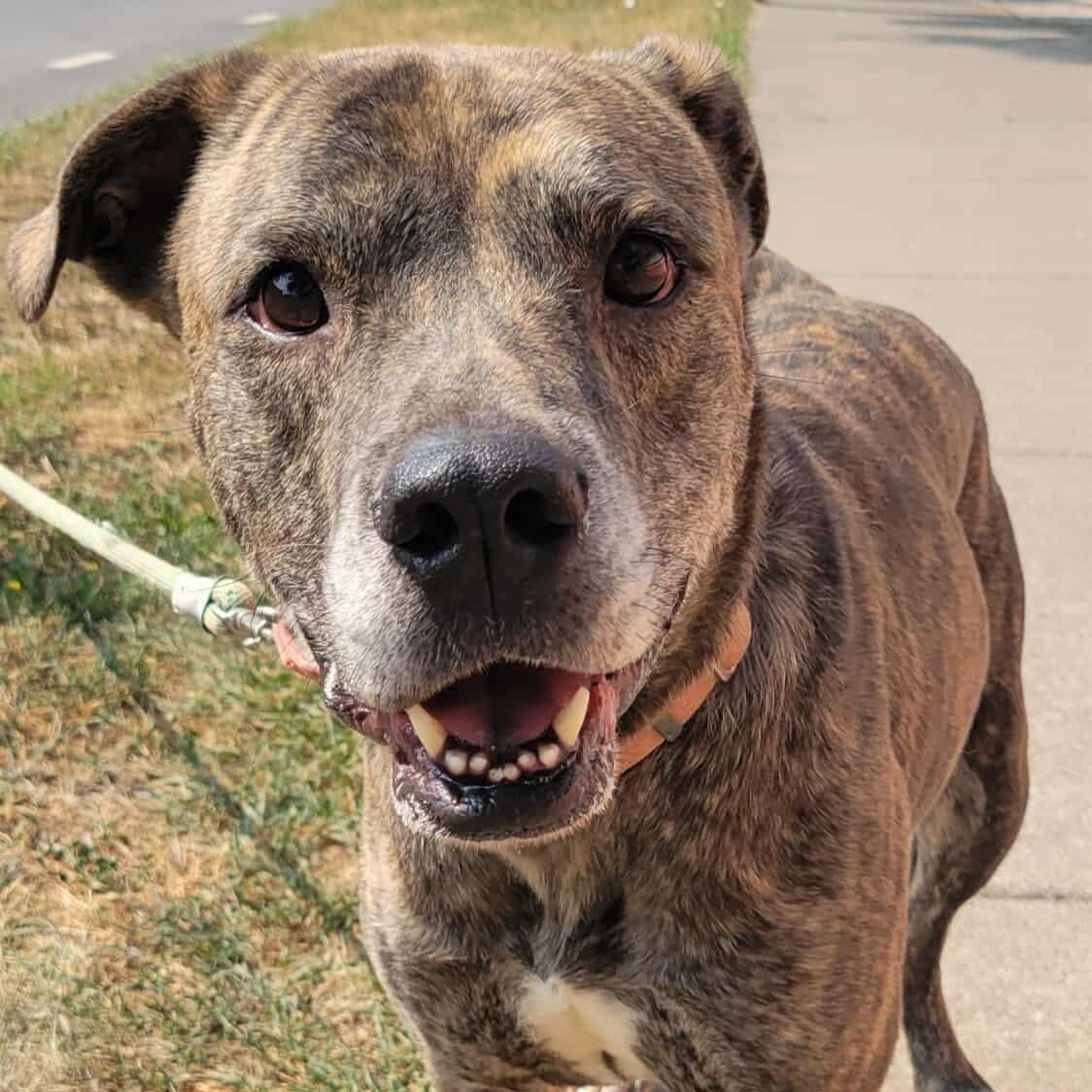 Hugo: Adopt or Forever Foster, Adoptable, Adult Male Plott Hound & Terrier.