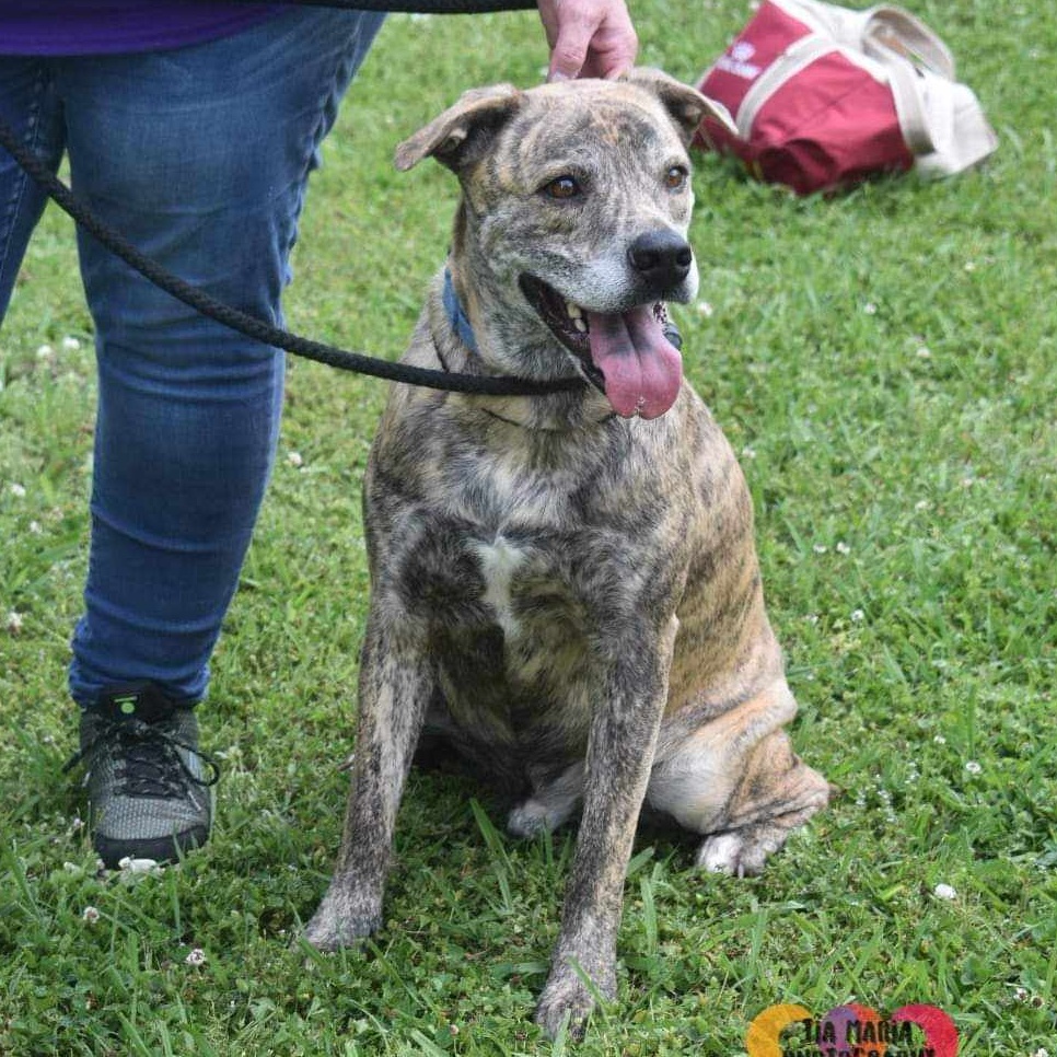 Hugo, an adoptable Plott Hound, Terrier in Rochester, NY, 14609 | Photo Image 1