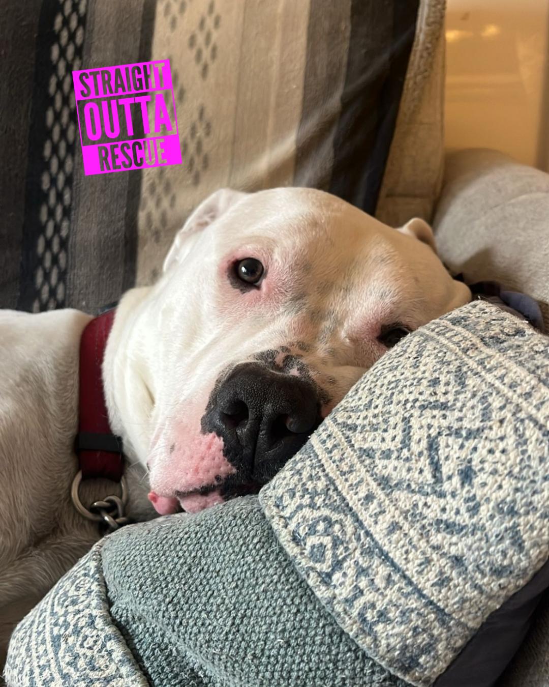 Enlarge Rufus - Bio 2, a ADOPTABLE Dogo Argentino in Vancouver, BC image 2/6