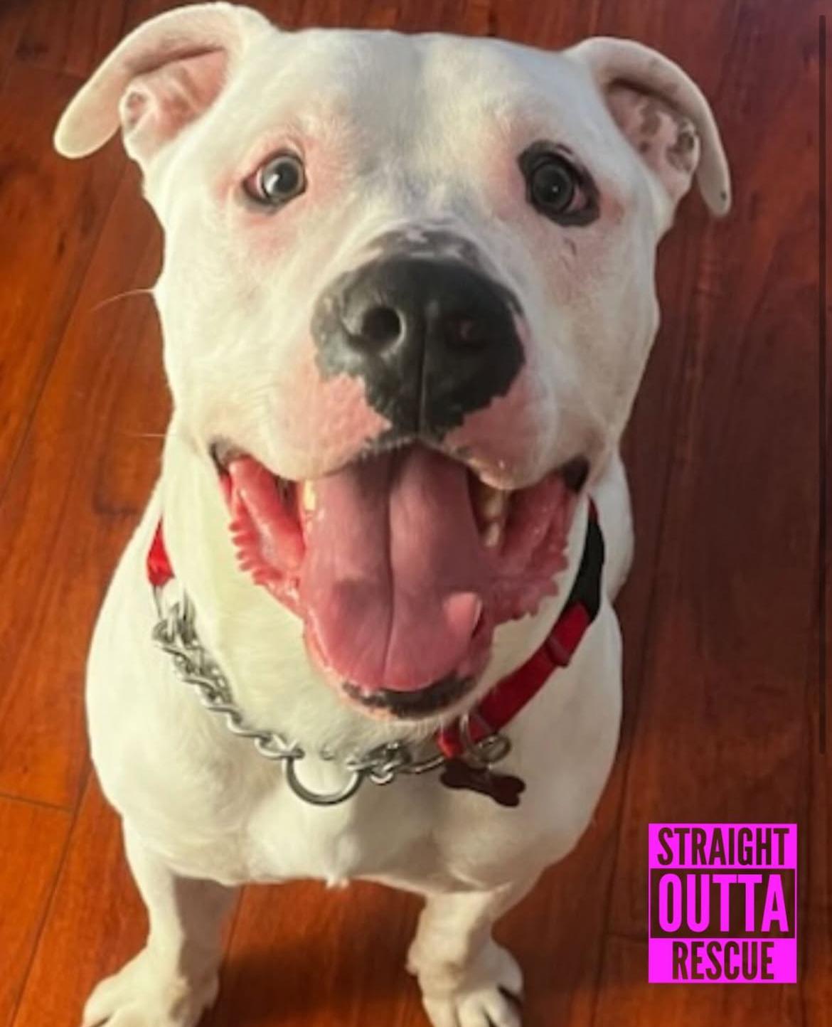 Enlarge Rufus - Bio 2, a ADOPTABLE Dogo Argentino in Vancouver, BC image 3/6