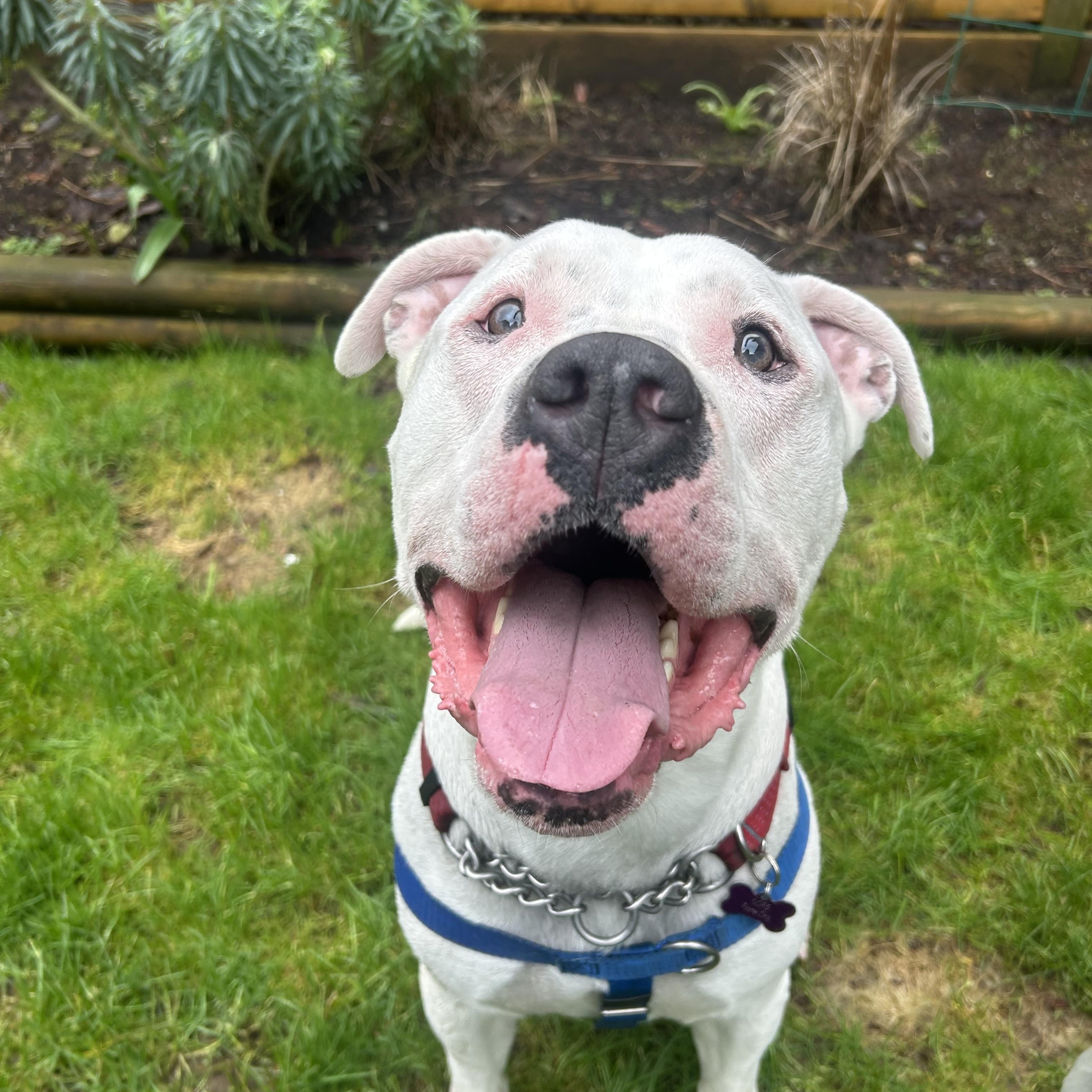 Rufus - Bio 2, ADOPTABLE, Adult Male Dogo Argentino.