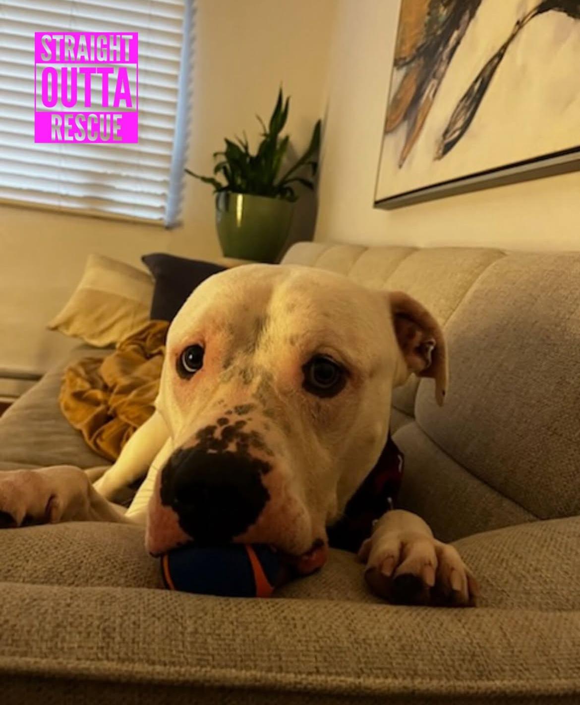 Enlarge Rufus - Bio 2, a ADOPTABLE Dogo Argentino in Vancouver, BC image 6/6