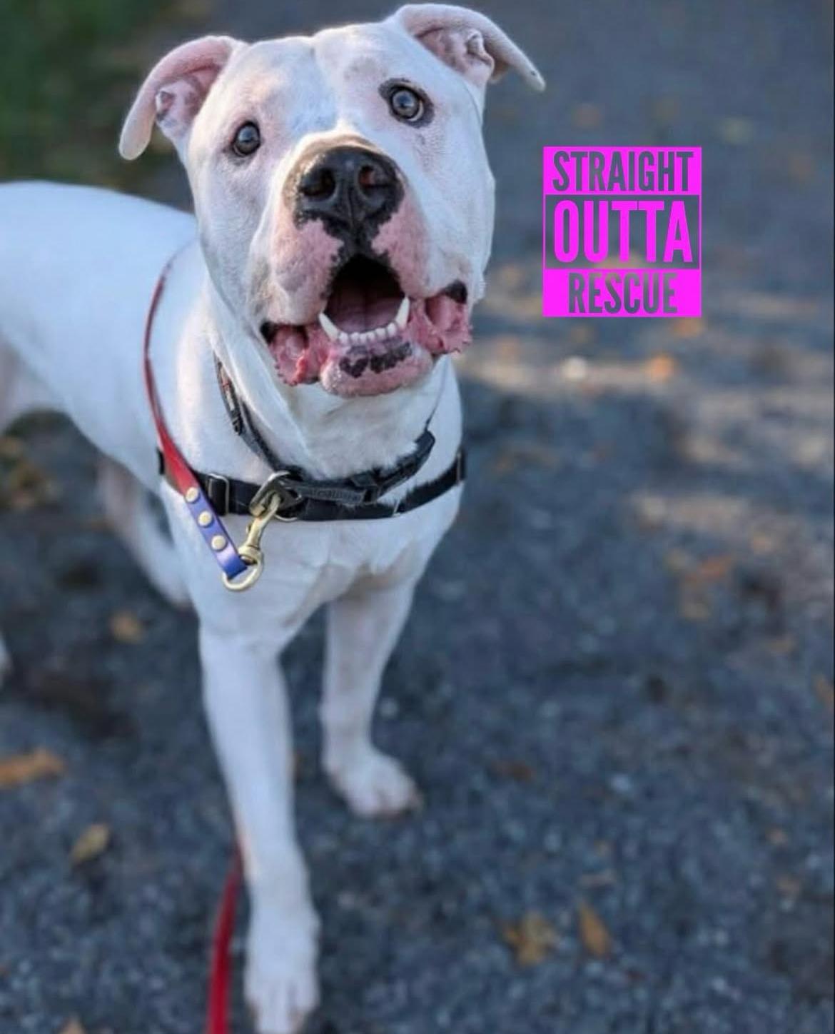 Enlarge Rufus - Bio 2, a ADOPTABLE Dogo Argentino in Vancouver, BC image 5/6